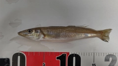 シロギスの釣果