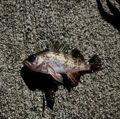 メバルの釣果
