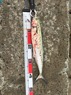 サゴシの釣果