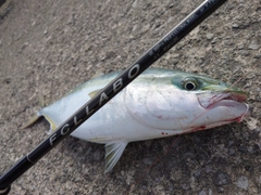 ワラサの釣果