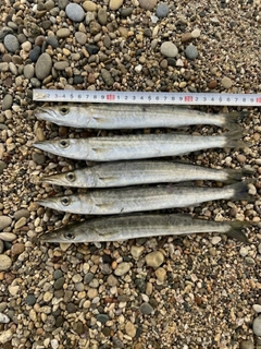 カマスの釣果