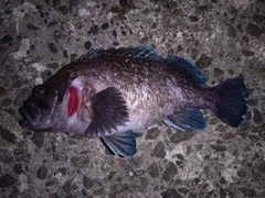ソイの釣果