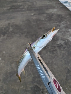 カマスの釣果
