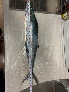 サワラの釣果