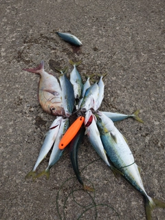 イナダの釣果