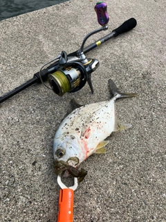 メッキの釣果