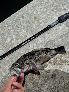 クロソイの釣果