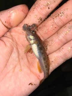 マハゼの釣果