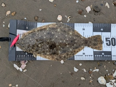 ヒラメの釣果