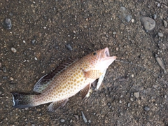 オオモンハタの釣果