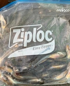 マハゼの釣果