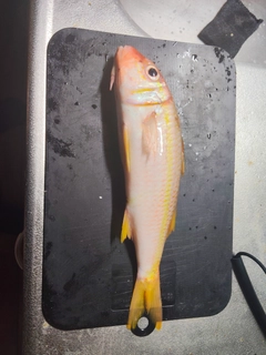 アカヒメジの釣果