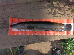 ライギョの釣果