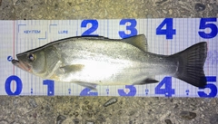 フッコ（ヒラスズキ）の釣果