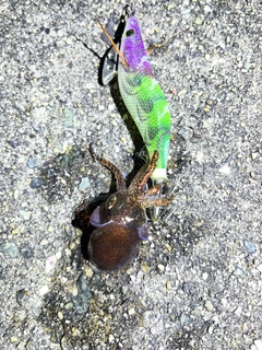 ミミイカの釣果