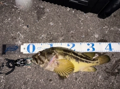 シマゾイの釣果