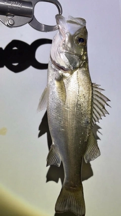 セイゴ（ヒラスズキ）の釣果