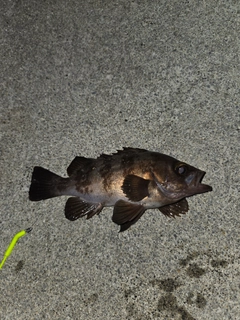 シロメバルの釣果