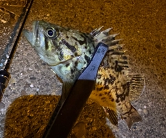 クロソイの釣果