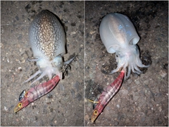 シリヤケイカの釣果