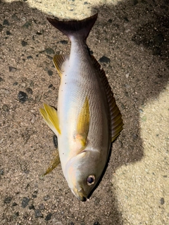 イサキの釣果