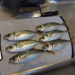 アジの釣果