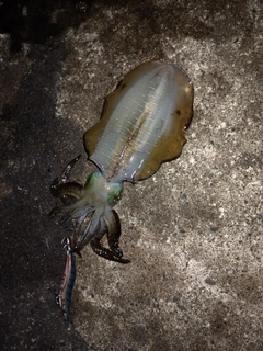 アオリイカの釣果