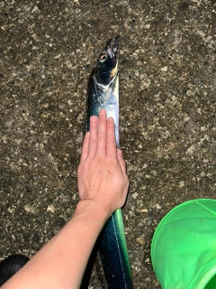 タチウオの釣果