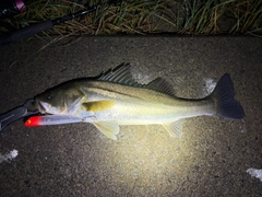 フッコ（マルスズキ）の釣果