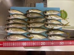 マアジの釣果
