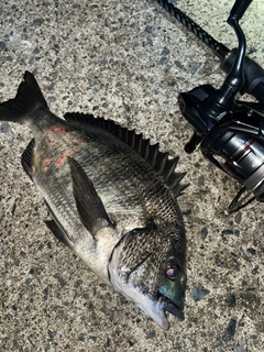 クロダイの釣果