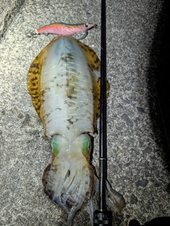 アオリイカの釣果