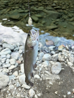 ニジマスの釣果