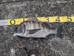 チヌの釣果