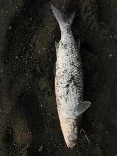 ボラの釣果