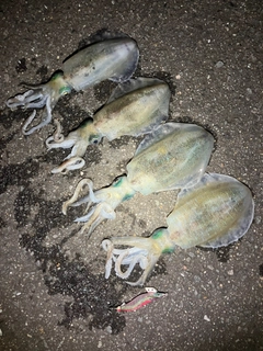 アオリイカの釣果