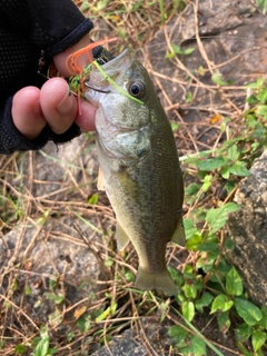 ラージマウスバスの釣果
