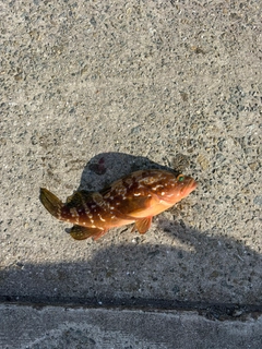 アコウの釣果