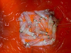 マメイカの釣果