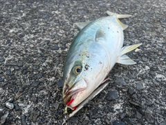 ブリの釣果