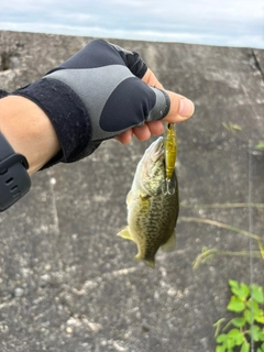 ラージマウスバスの釣果