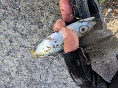 サバの釣果