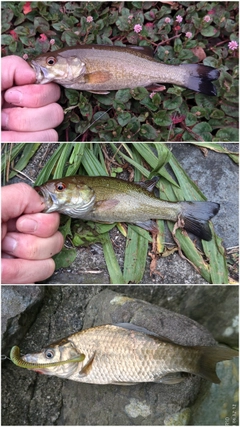 スモールマウスバスの釣果