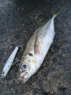 マアジの釣果