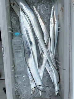 タチウオの釣果
