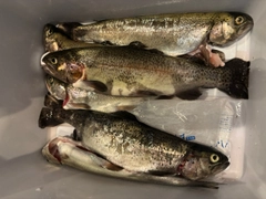 ニジマスの釣果