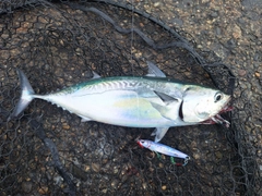 ヒラソウダの釣果