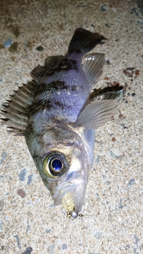 メバルの釣果