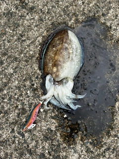 コウイカの釣果