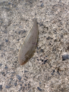 シタビラメの釣果